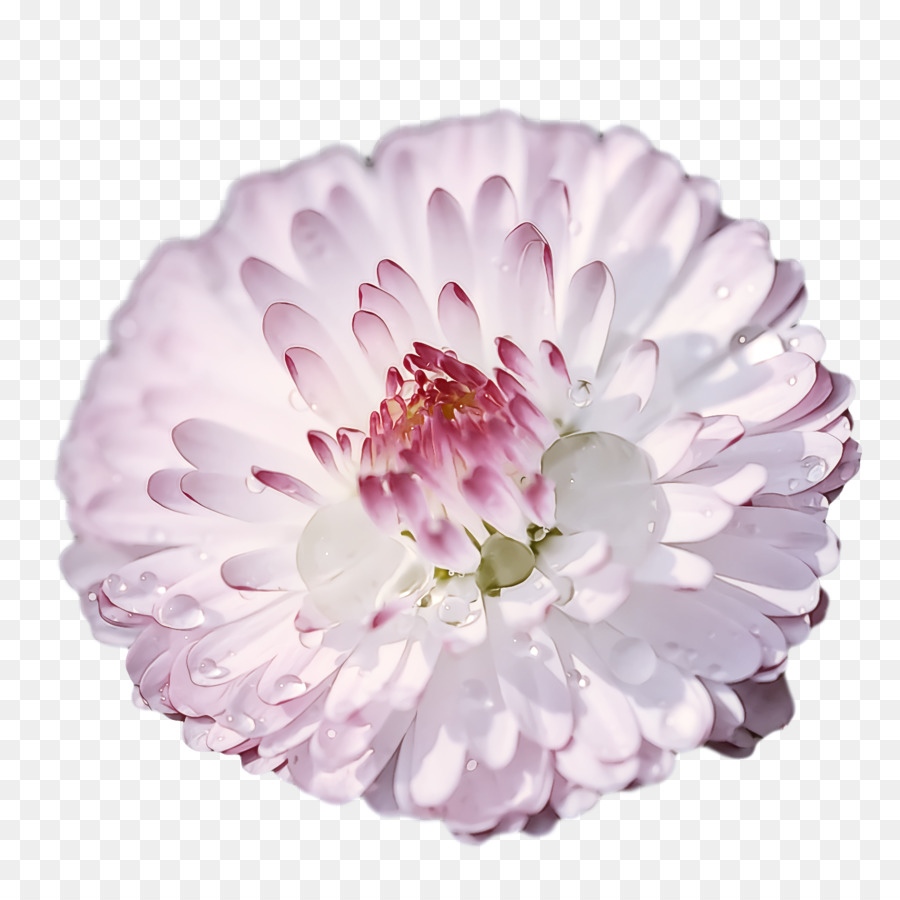 Dahlia，Chrysanthème PNG