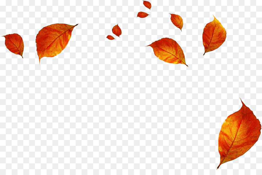 Feuilles Tombées，Automne PNG