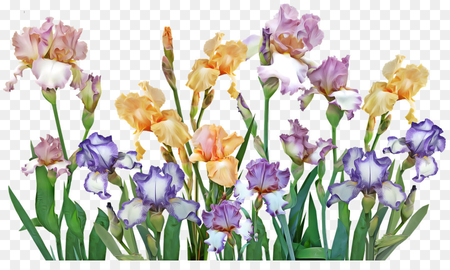 Iris，Jardin PNG