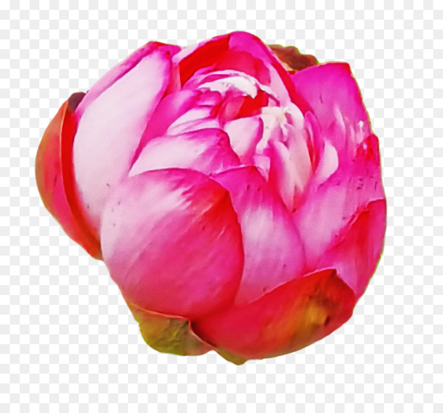 Couper Les Fleurs，Rose Du Chou PNG
