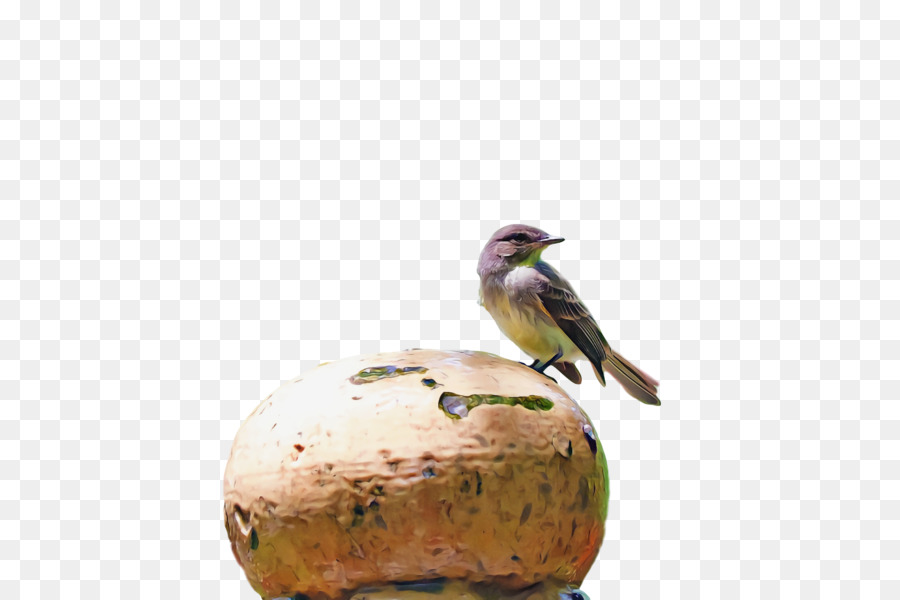 Des Oiseaux，Le Bec PNG