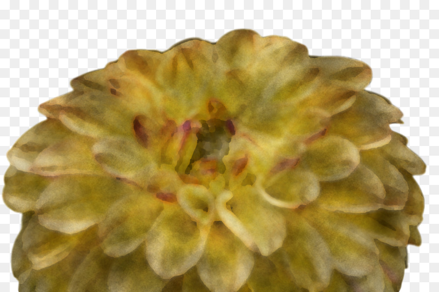 Chrysanthème，Pétale PNG