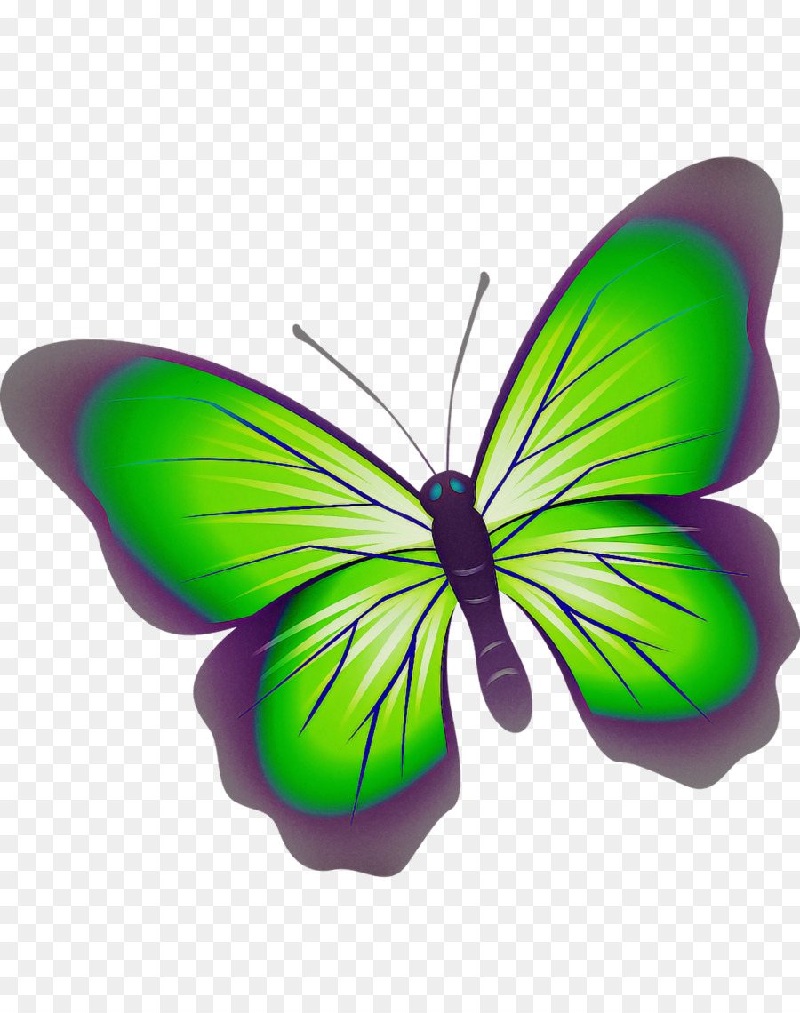 Les Papillons，Brushfooted Papillons PNG