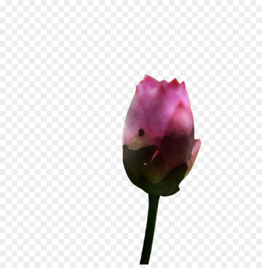 Tige De La Plante，Bud PNG