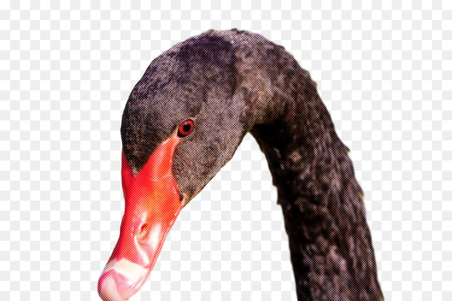 Des Oiseaux，Cygne Noir PNG