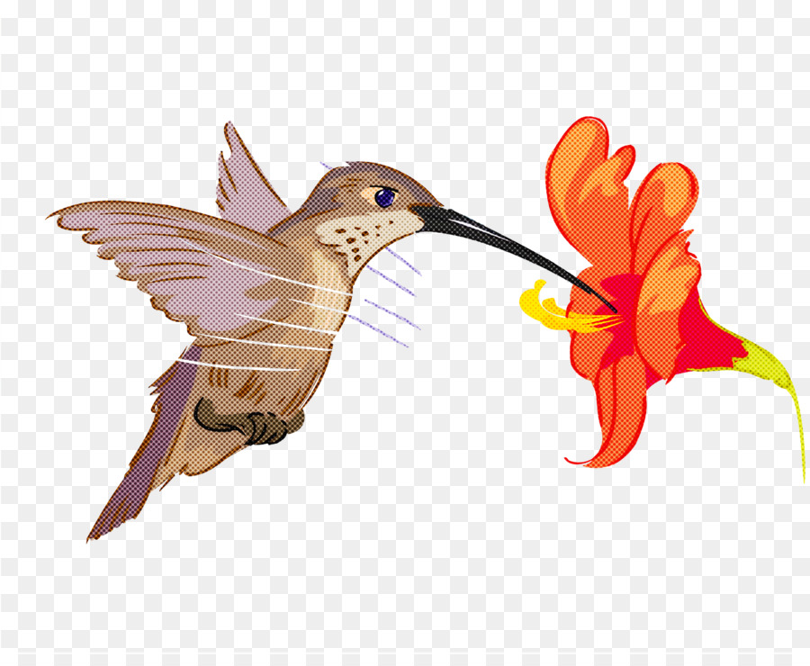 Les Colibris，Les Insectes PNG