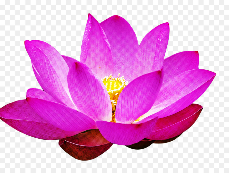 Lotus Sacré，Fleur PNG