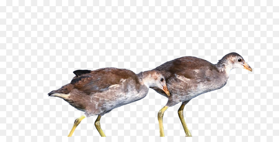 Des Oiseaux，Canards PNG