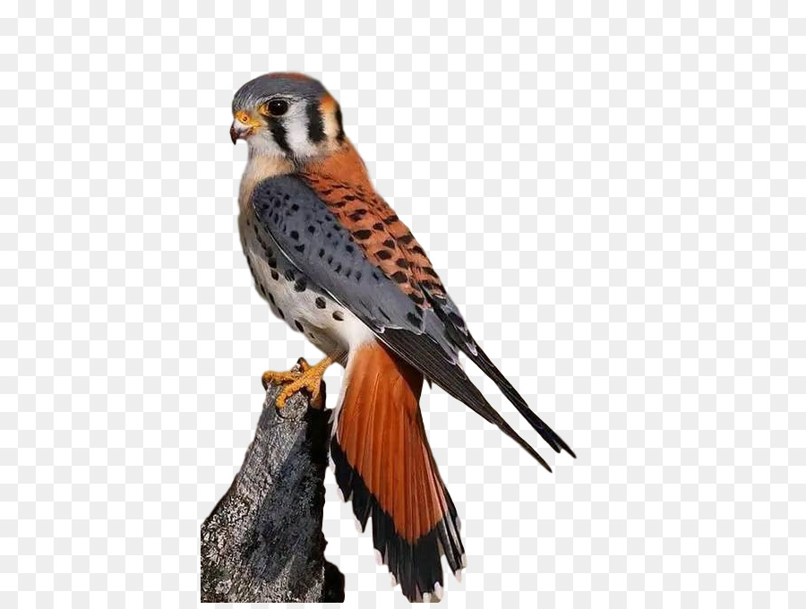 Oiseau De Proie，Falcon PNG