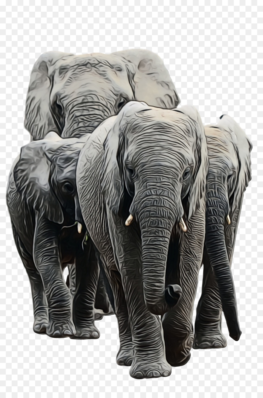 éléphants D'afrique，éléphant Indien PNG