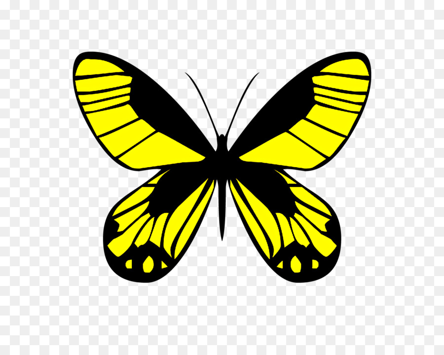 Les Papillons，Gravure PNG