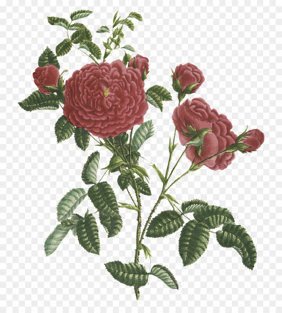 Les Roses De Jardin，Les Fleurs Coupées PNG