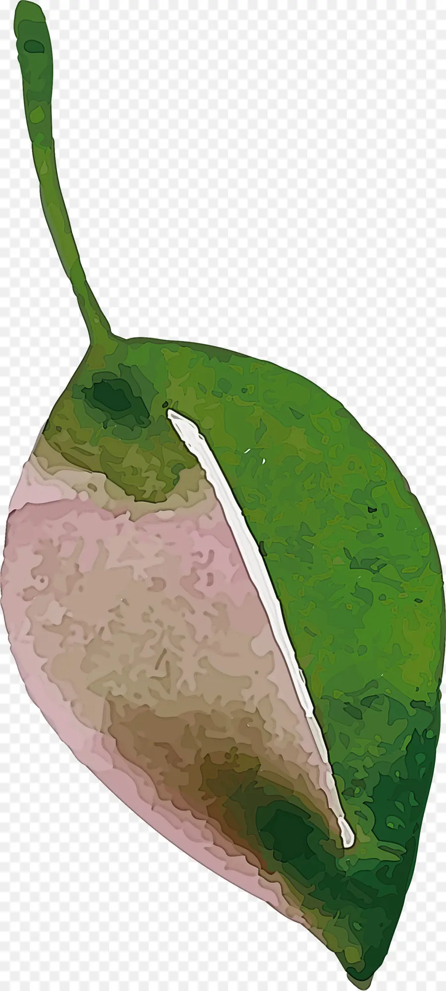Feuille，Fruits PNG