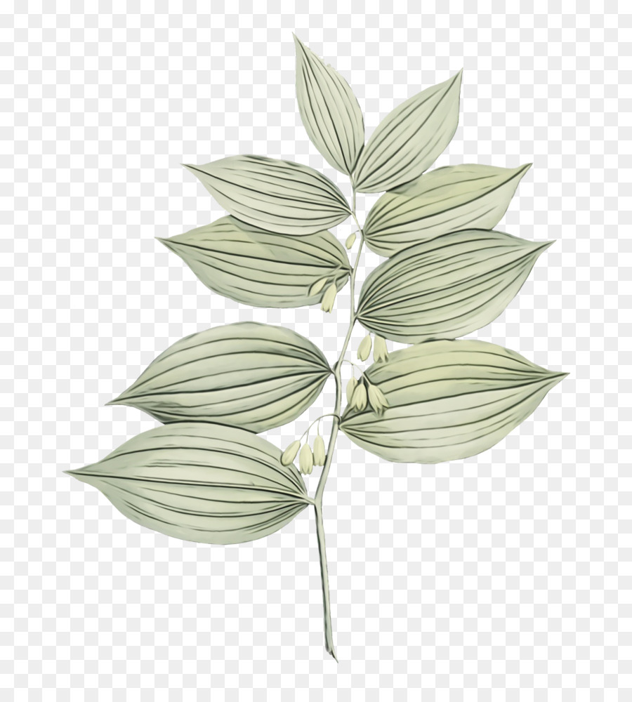 Plante Verte，Feuille PNG