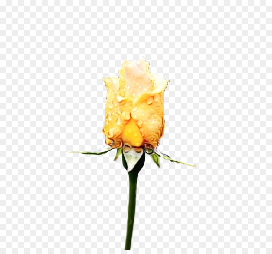 Tige De La Plante，Rose PNG