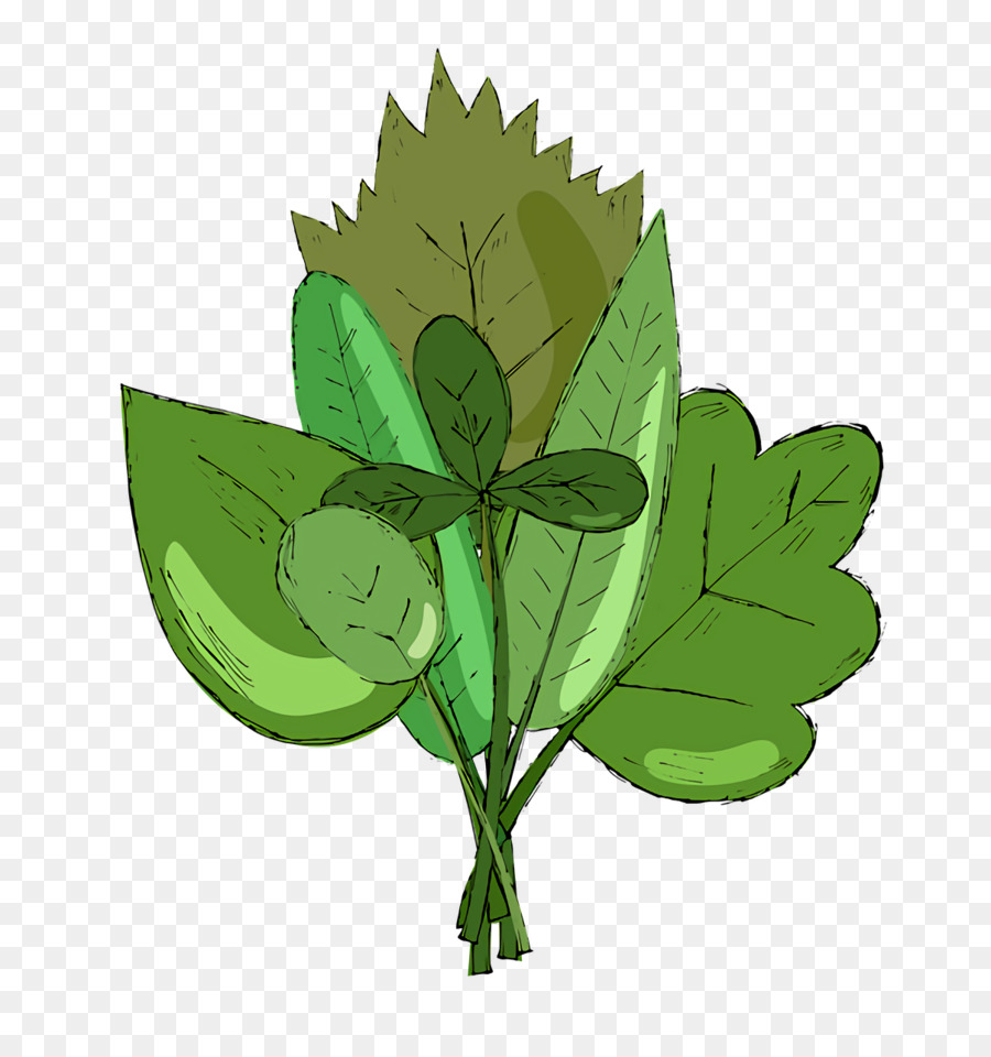 Tige De La Plante，Feuille PNG