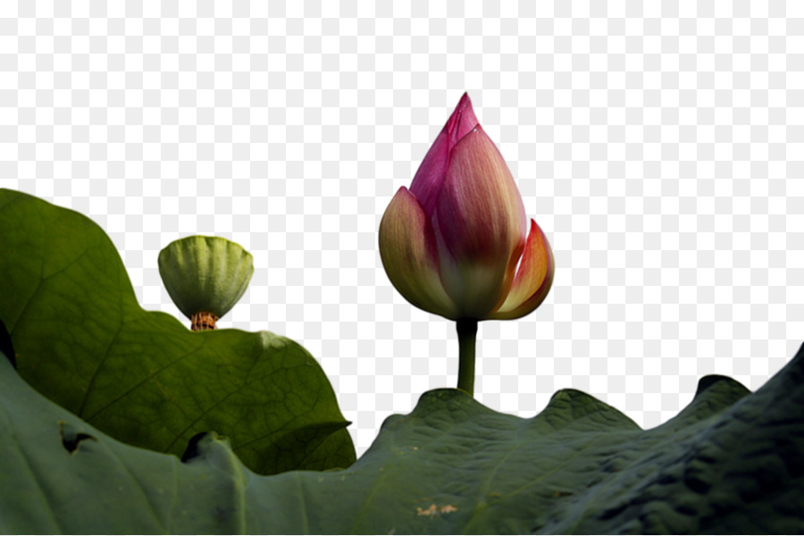 Lotus Sacré，Feuille PNG