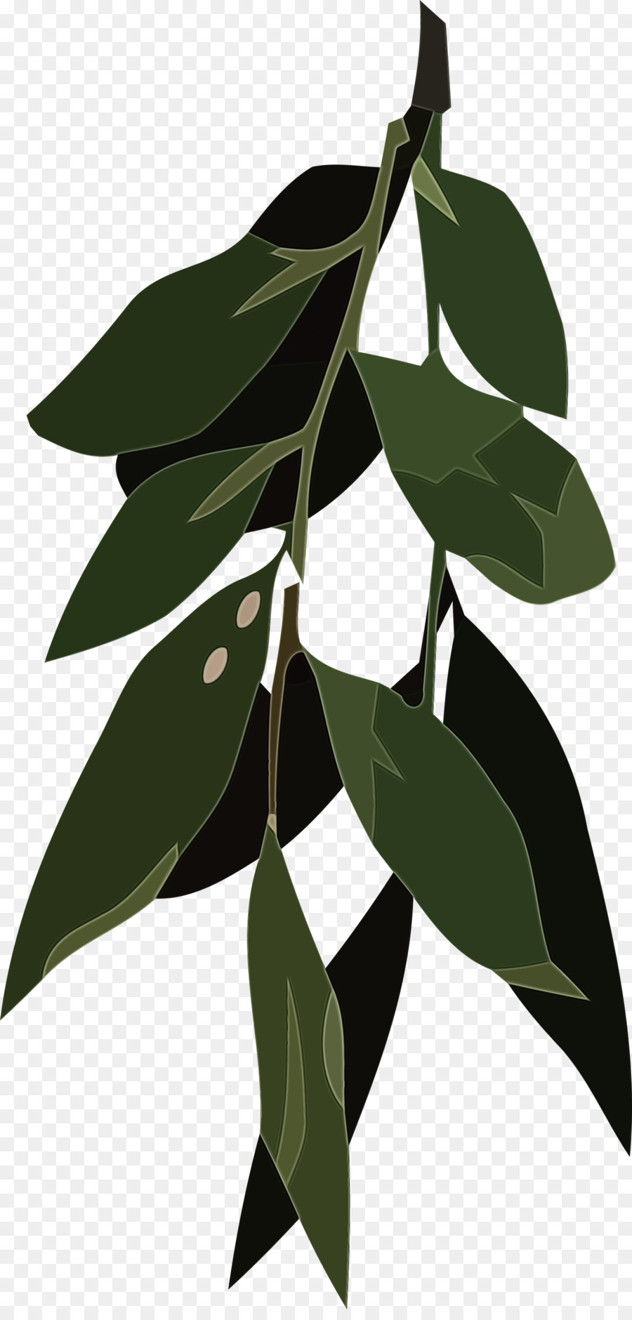 Feuille，Tige De La Plante PNG