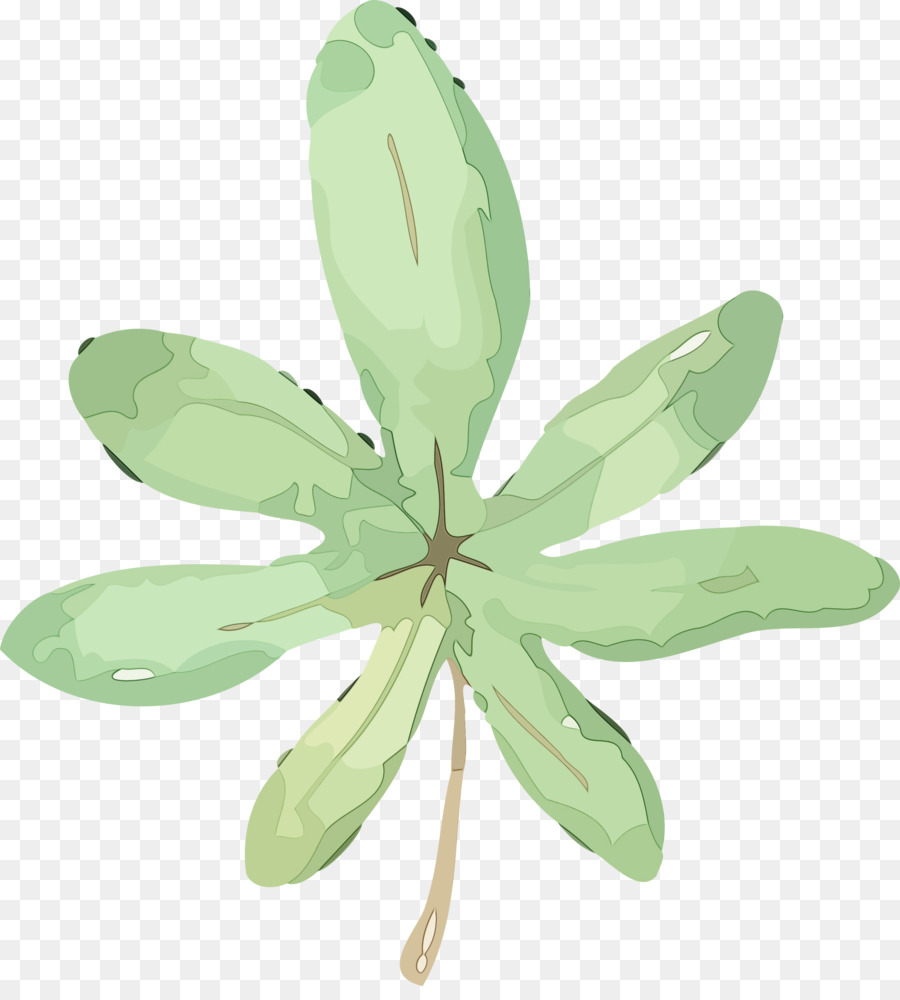 Feuille，Tige De La Plante PNG