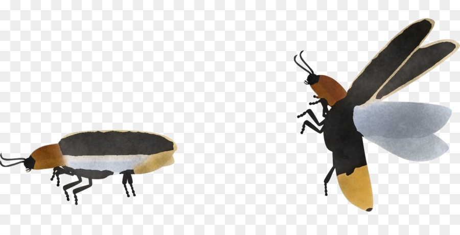 Pollinisateurs，Netwinged Insectes PNG