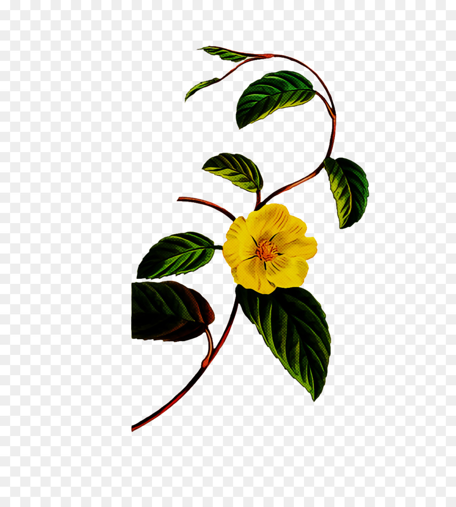 Fleur Jaune，Feuille PNG