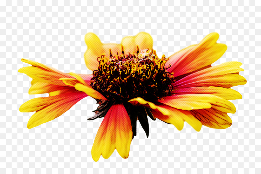 Fleur Rouge，Fleur PNG