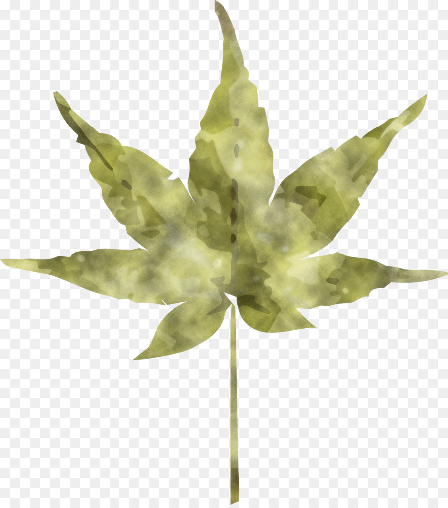 Feuille Verte，Feuillage PNG