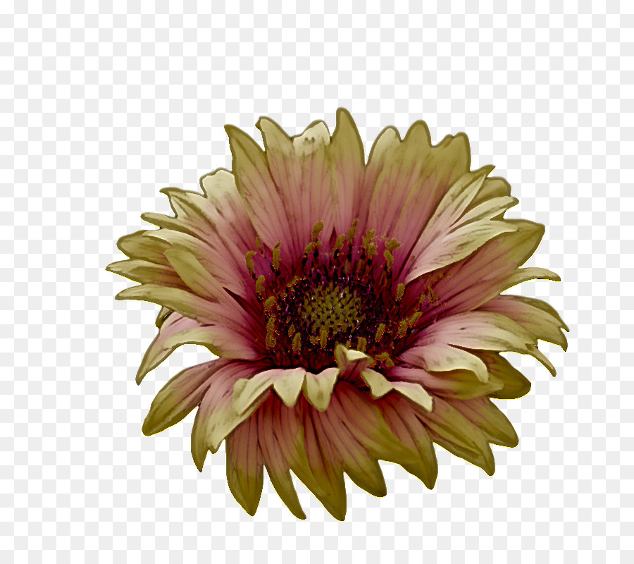 Marguerite Du Transvaal，Plante Annuelle PNG