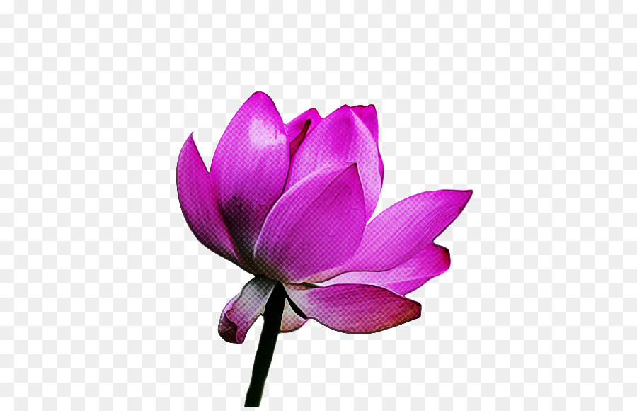 Lotus Rose，Floraison PNG