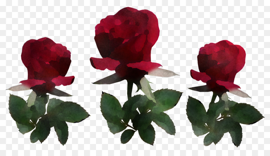 Les Roses De Jardin，Les Fleurs Coupées PNG