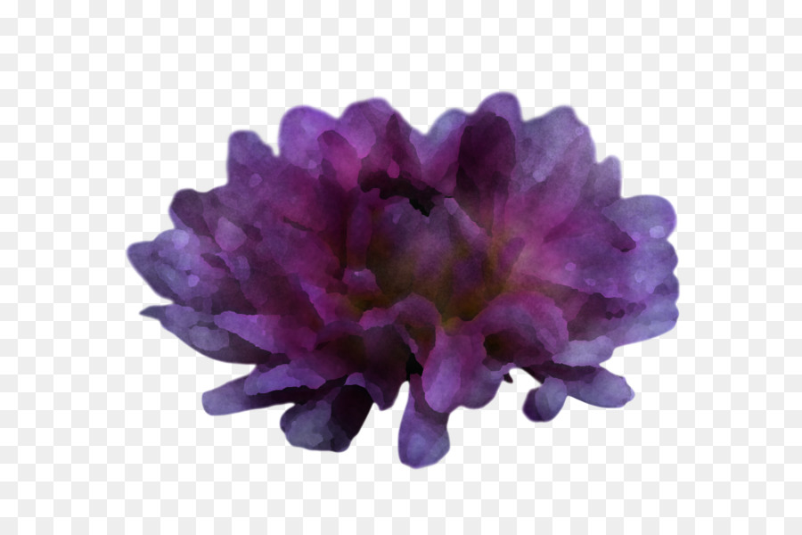 Fleur，Violet PNG