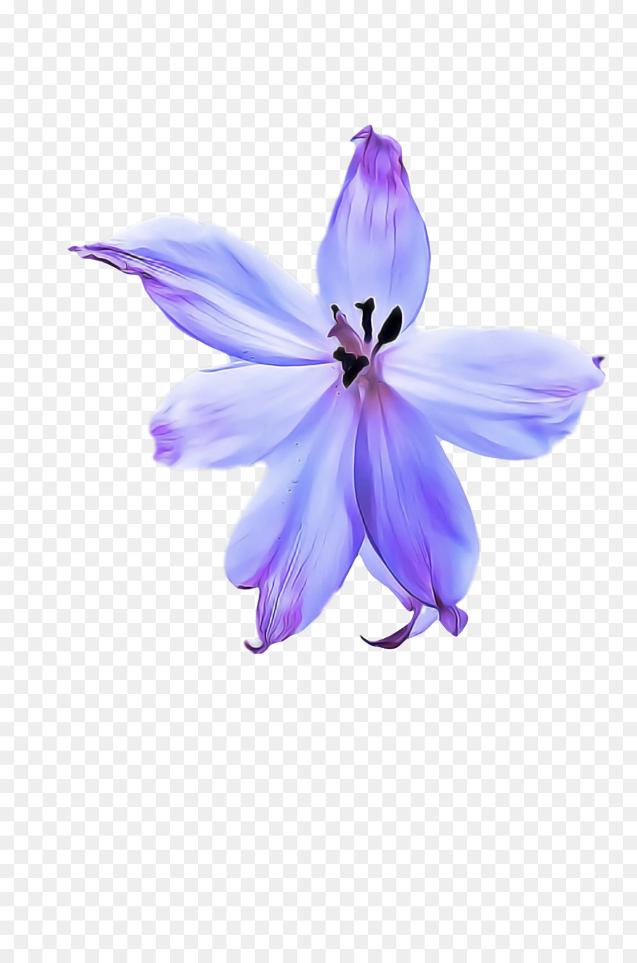 Fleur Violette，Pétales PNG