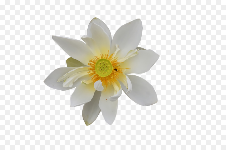 Fleur Blanche，Fleurir PNG