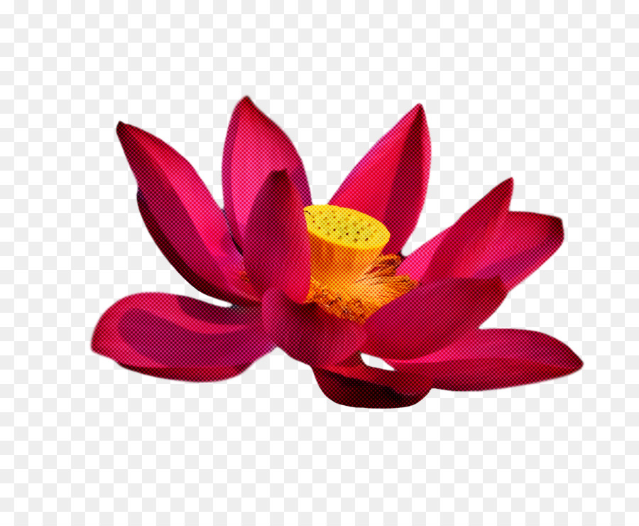 Lotus Sacré，Nelumbonaceae PNG