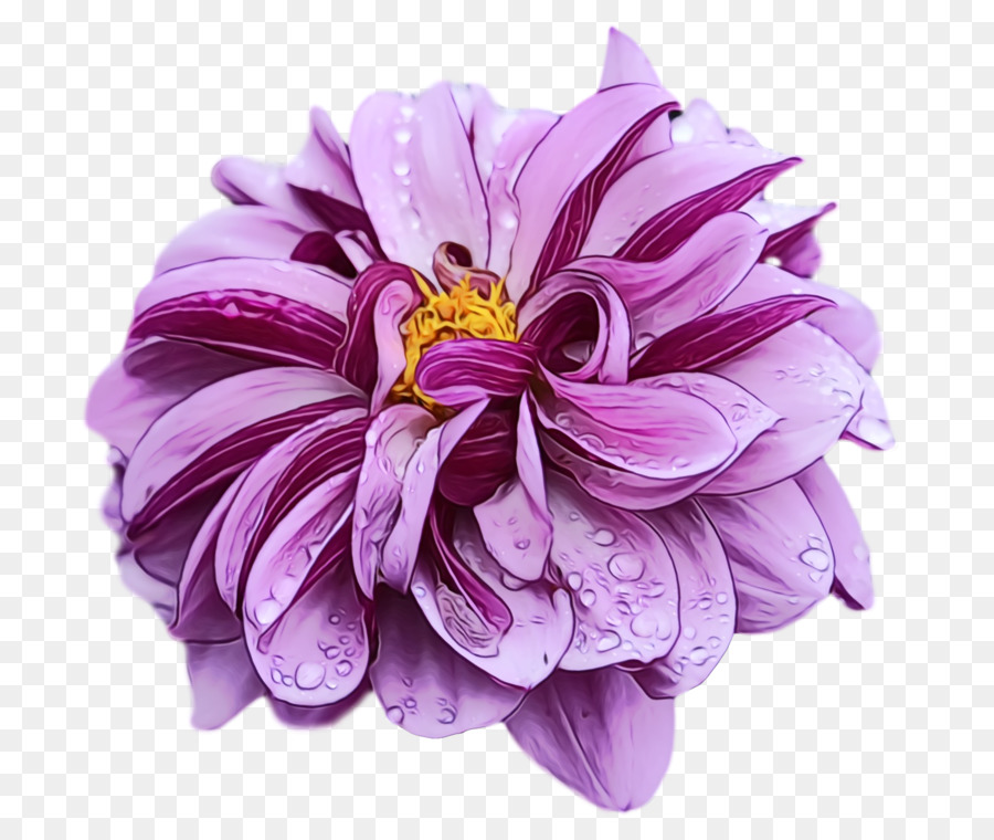 Fleur Violette，Pétales PNG