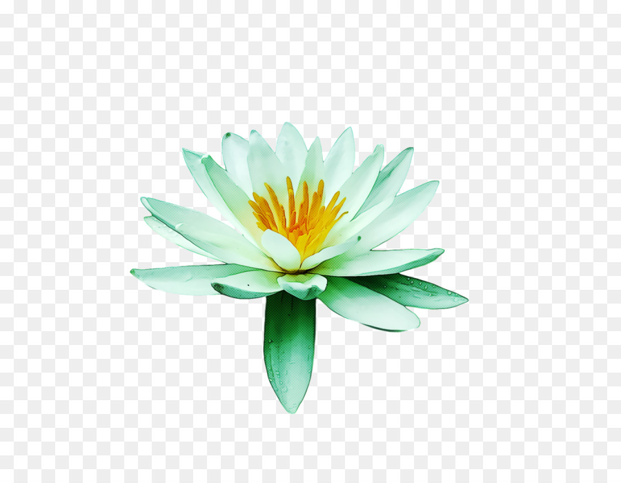 Fleur De Lotus，Floraison PNG