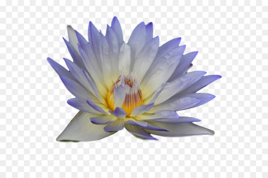 Fleur De Lotus Pourpre，Eau PNG