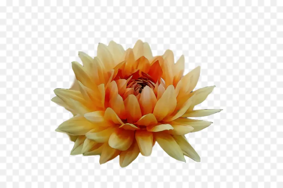 Fleur，Fleurir PNG