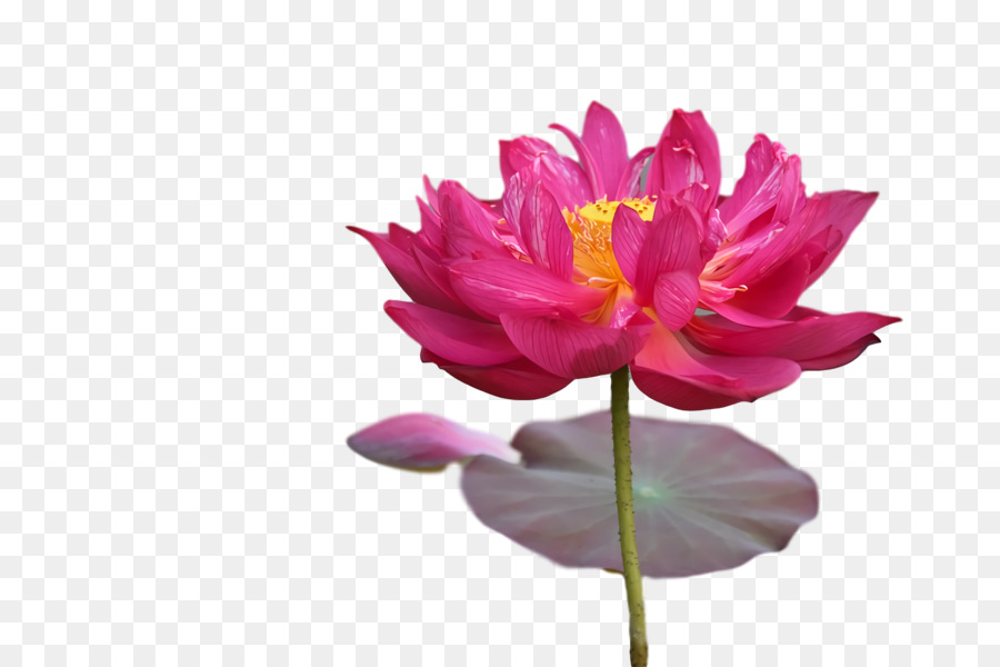 Fleur Rose，Fleur PNG