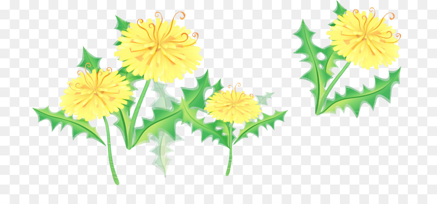 Pissenlit，Chrysanthème PNG