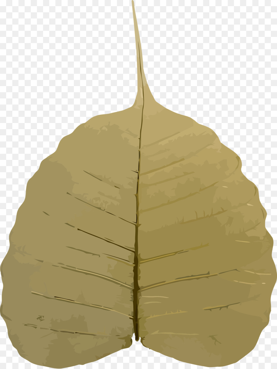 Feuille Verte，Usine PNG