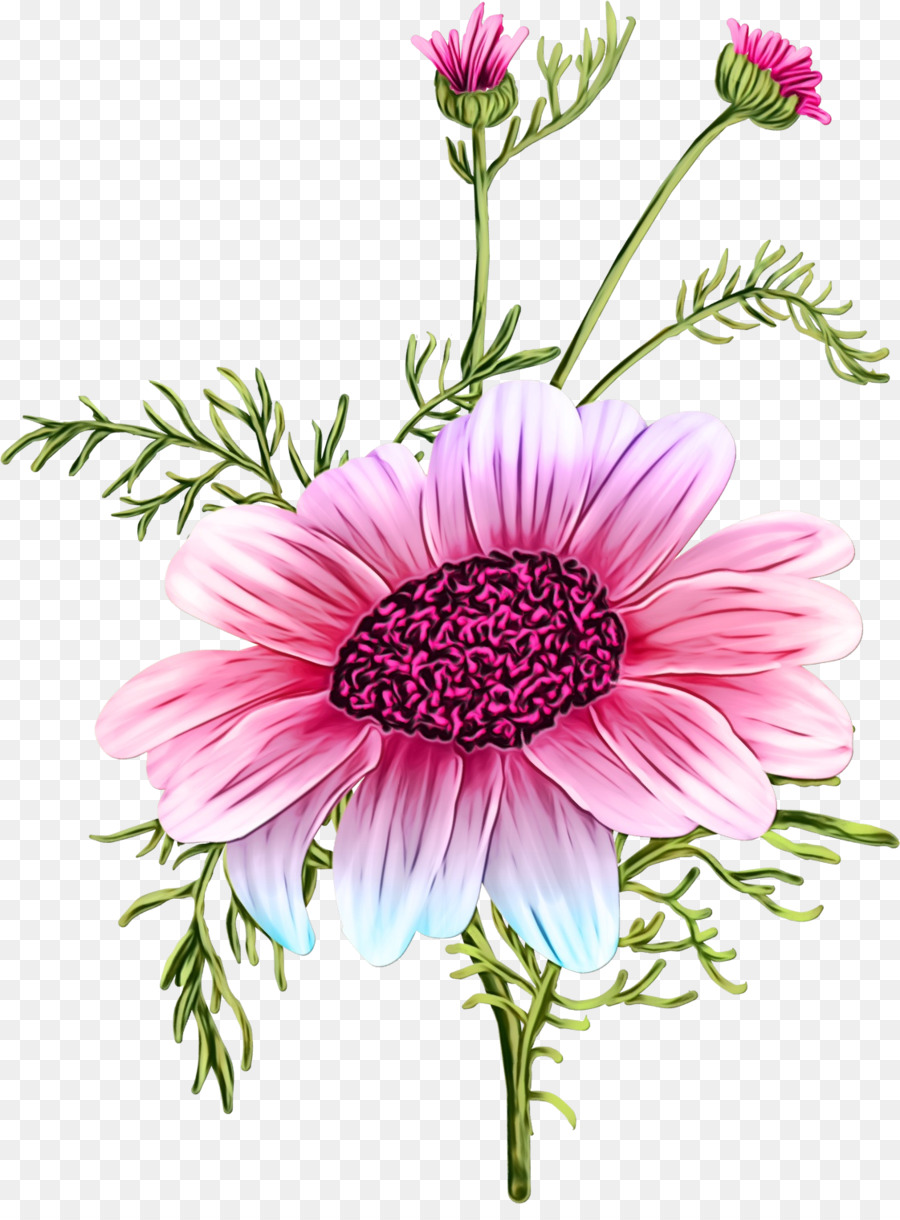 Design Floral，Chrysanthème PNG
