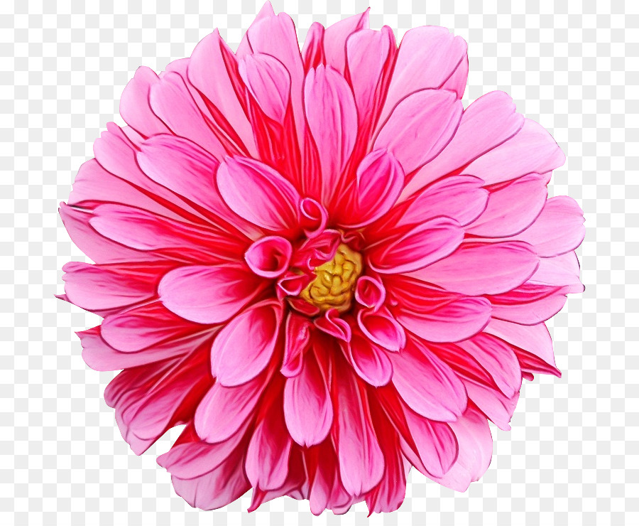 Fleur，Floraison PNG