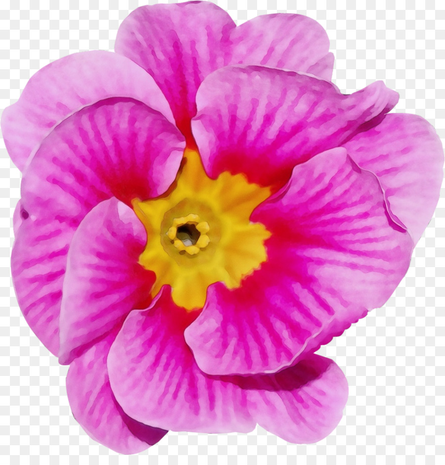 Fleur，Plante Annuelle PNG