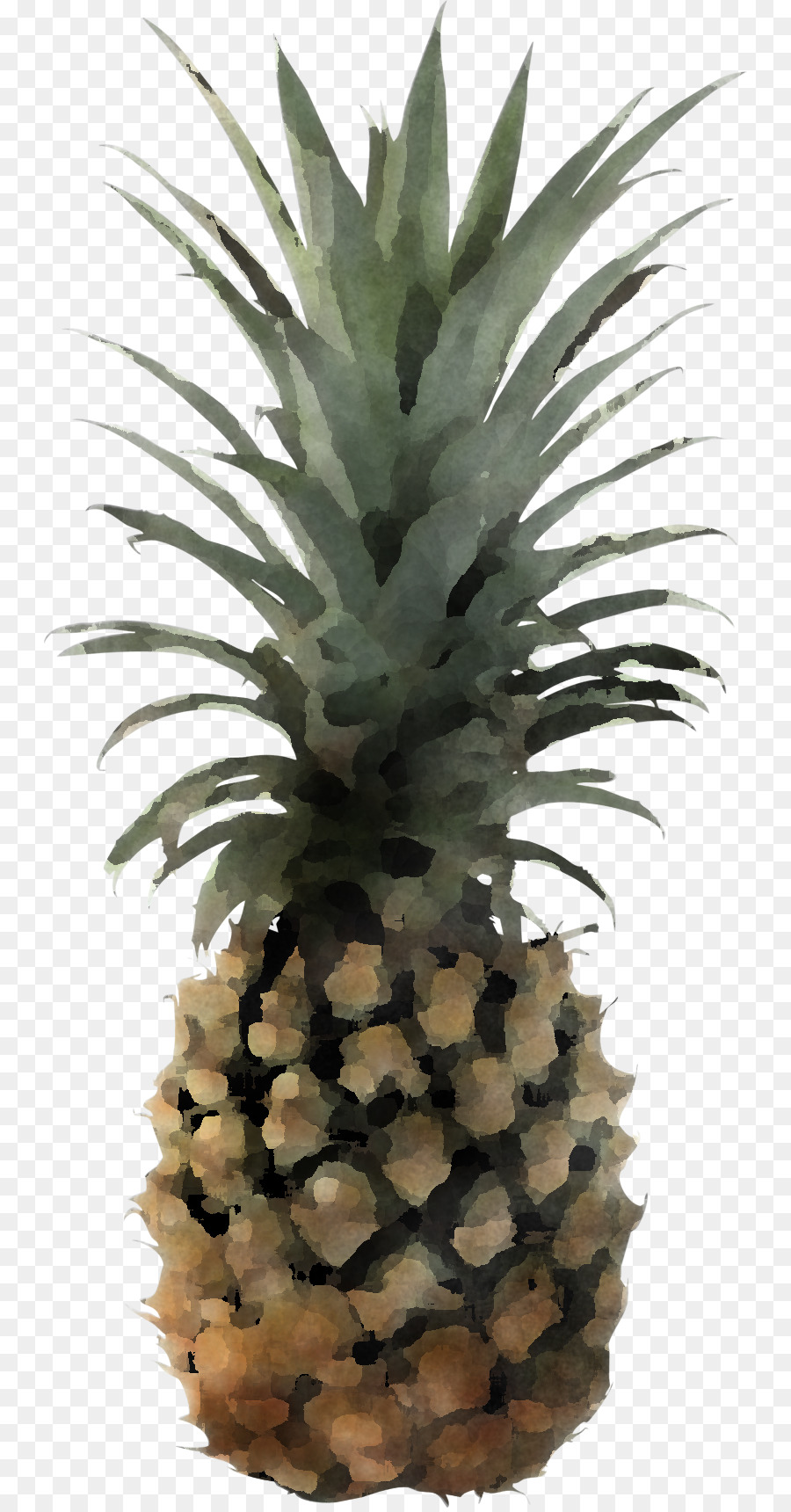 Ananas，Tropical PNG