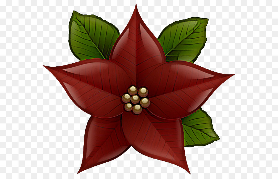 Poinsettia，Rouge PNG