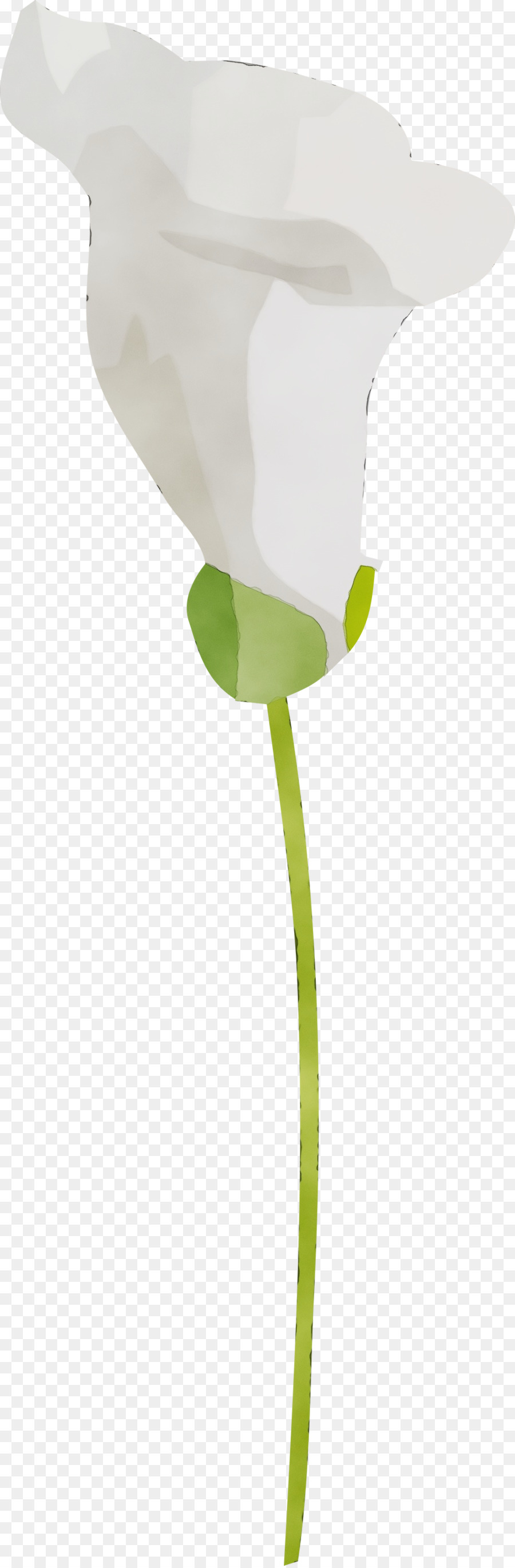 Tige De La Plante，Feuille PNG