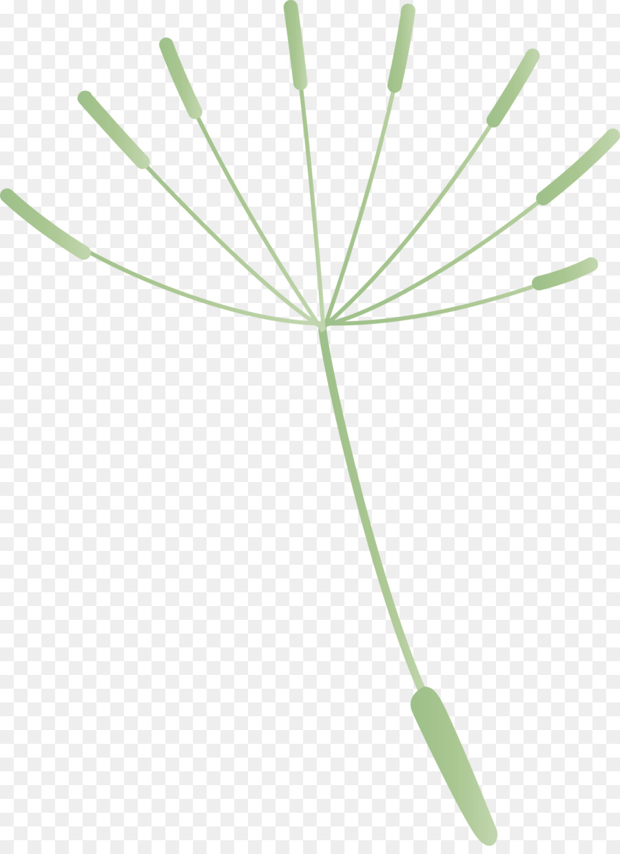 Graine De Pissenlit，Fleur PNG