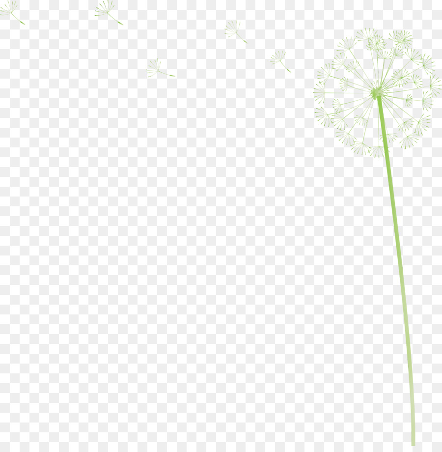 Pissenlit，Fleur PNG