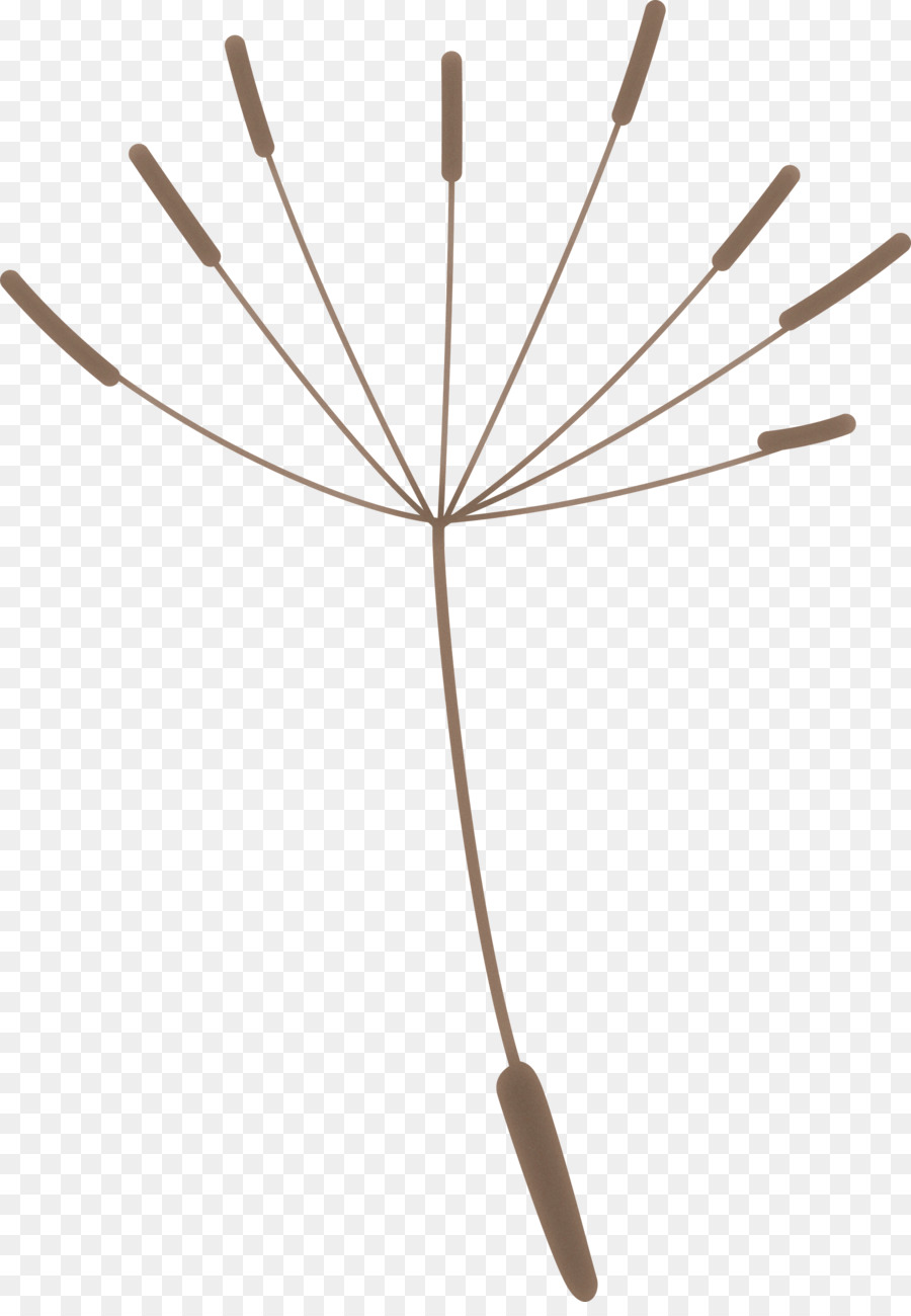 Graine De Pissenlit，Fleur PNG